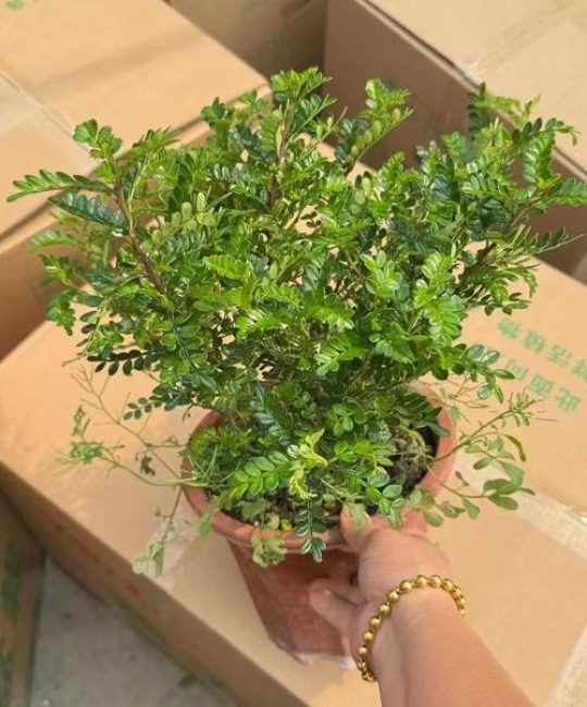 清香木全部落叶怎么办？从气候适应到根部挽救的完整指南