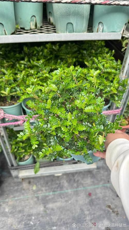 清香木全部落叶怎么办?从气候适应到根部挽救的完整指南 三、南北差异化复壮方案