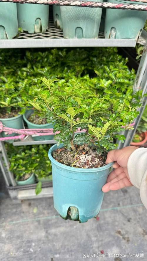 清香木全部落叶怎么办?从气候适应到根部挽救的完整指南 二、逐项排查:4大核心原因与量化标准