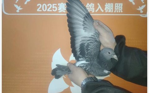 贵州红枫小棚育苗技术与管理全攻略