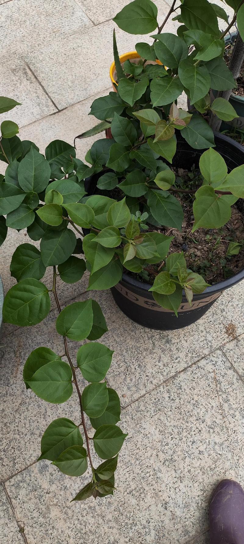 地栽三角梅枝条疯长不开花?3步解决旺长徒长难题 地栽三角梅枝条疯长不开花?3步解决旺长徒长难题