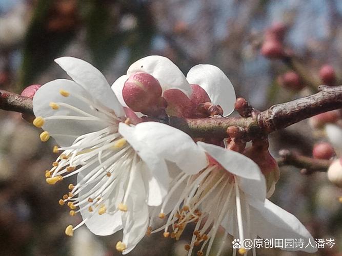 卜算子咏梅梅花的特点是什么:从诗词意象到植物品性的深度解读 卜算子咏梅梅花的特点是什么:从诗词意象到植物品性的深度解读