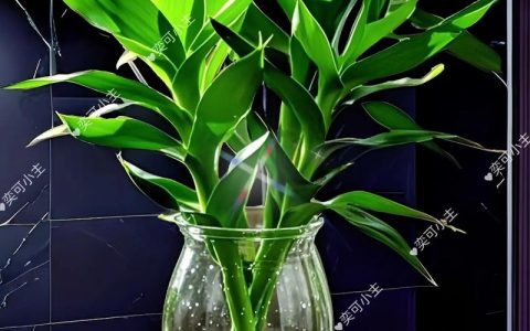 富贵竹土培与水培全面对比：哪种方式更适合家庭养护？