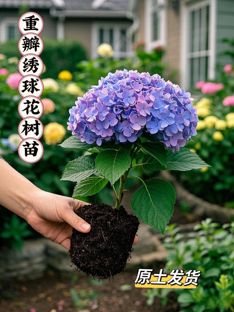 红土可以种绣球花吗?手把手教你改良红土,绣球也能开爆盆 第二步:土壤改良标准操作(每平方米用量)