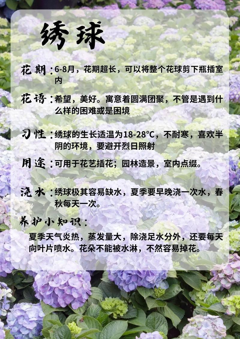 红土可以种绣球花吗?手把手教你改良红土,绣球也能开爆盆 第五步:浇定根水(水量与时机)