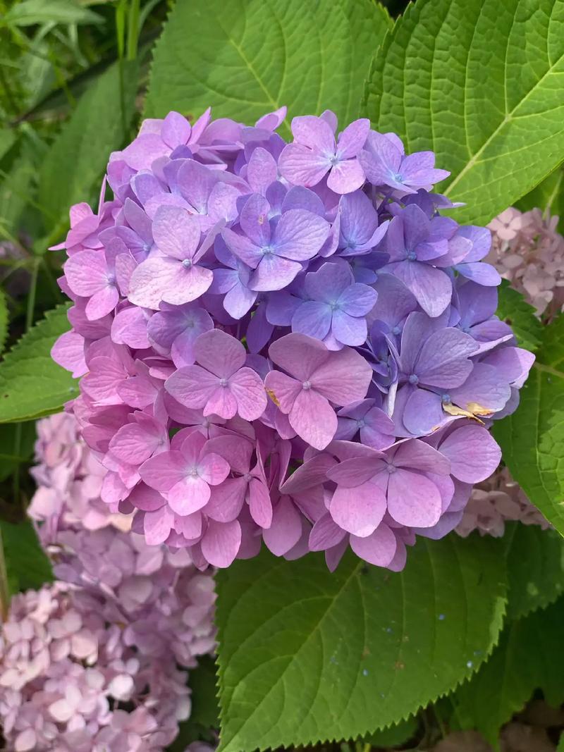红土可以种绣球花吗?手把手教你改良红土,绣球也能开爆盆 成活后注意事项与常见问题