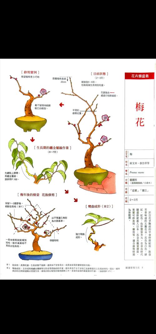 梅树什么时候移栽好?掌握好这7点,成活率大幅提升 四、栽植深度:根茎结合部与地面平齐