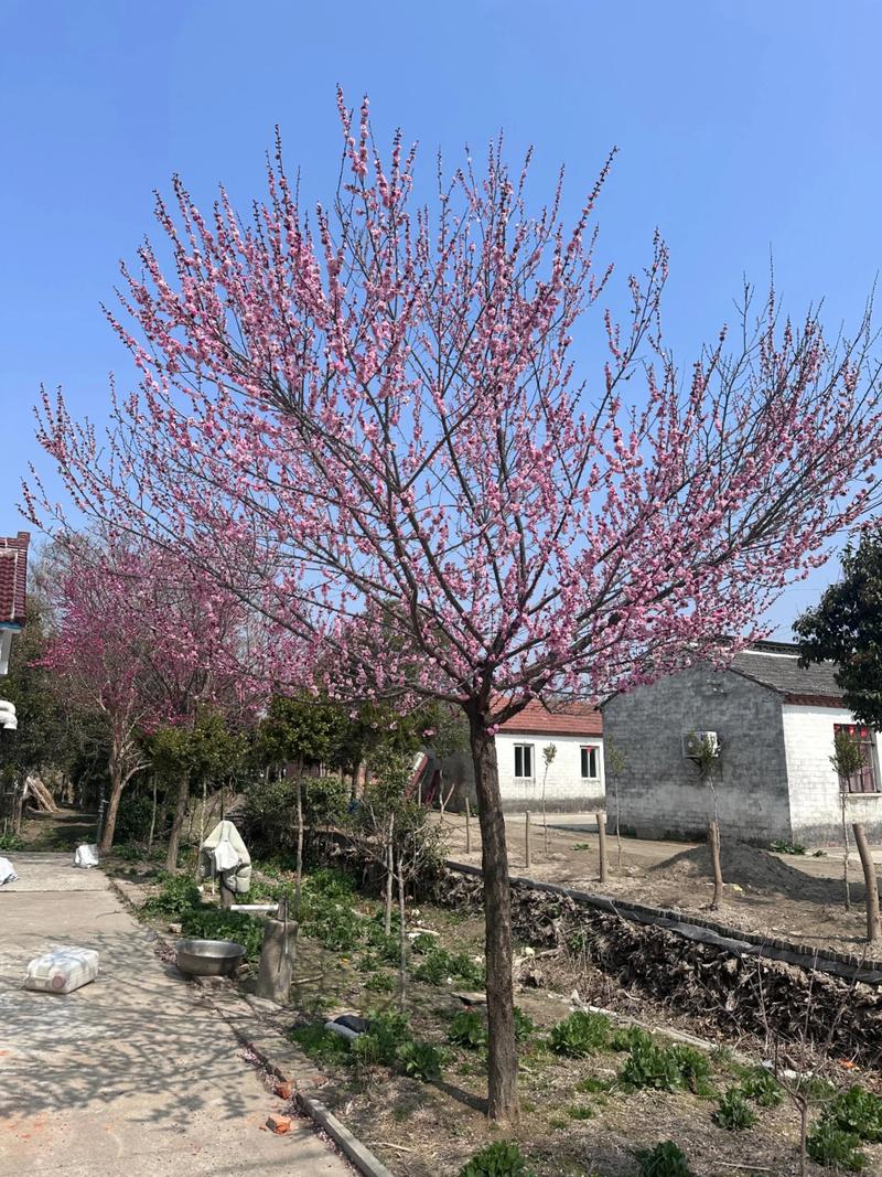 梅树什么时候移栽好?掌握好这7点,成活率大幅提升 三、栽前处理:修剪、消毒、蘸根三步缺一不可