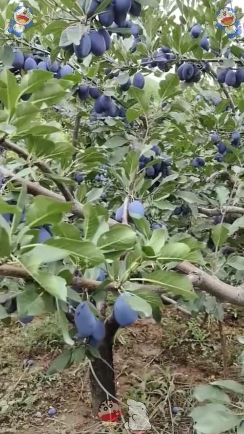 梅树什么时候移栽好?掌握好这7点,成活率大幅提升 七、成活注意事项:两大隐患要提前防