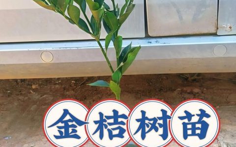 脆蜜金柑苗多少钱一株？2025年最新价格参考与影响因素全解析