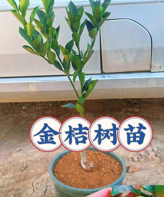 脆蜜金柑苗多少钱一株？2025年最新价格参考与影响因素全解析