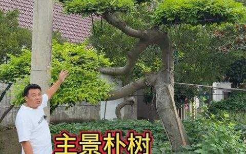 朴树是什么树