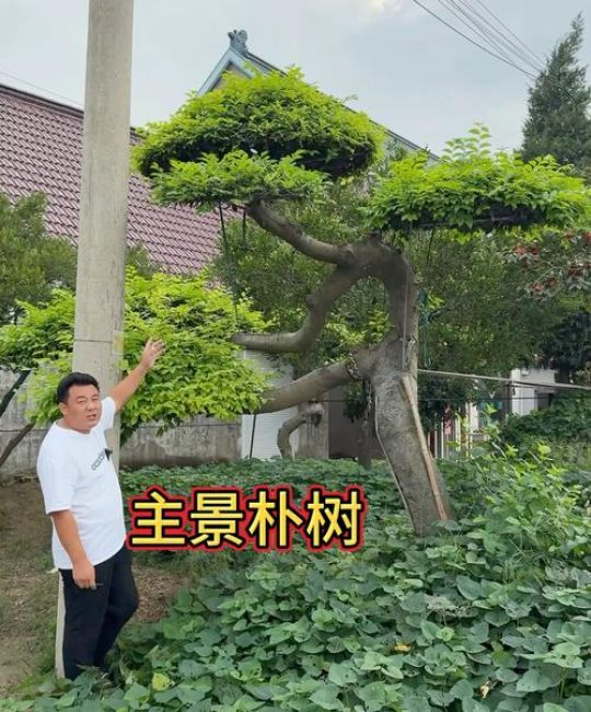 朴树是什么树