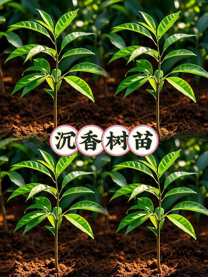 沉香≠沉香木
