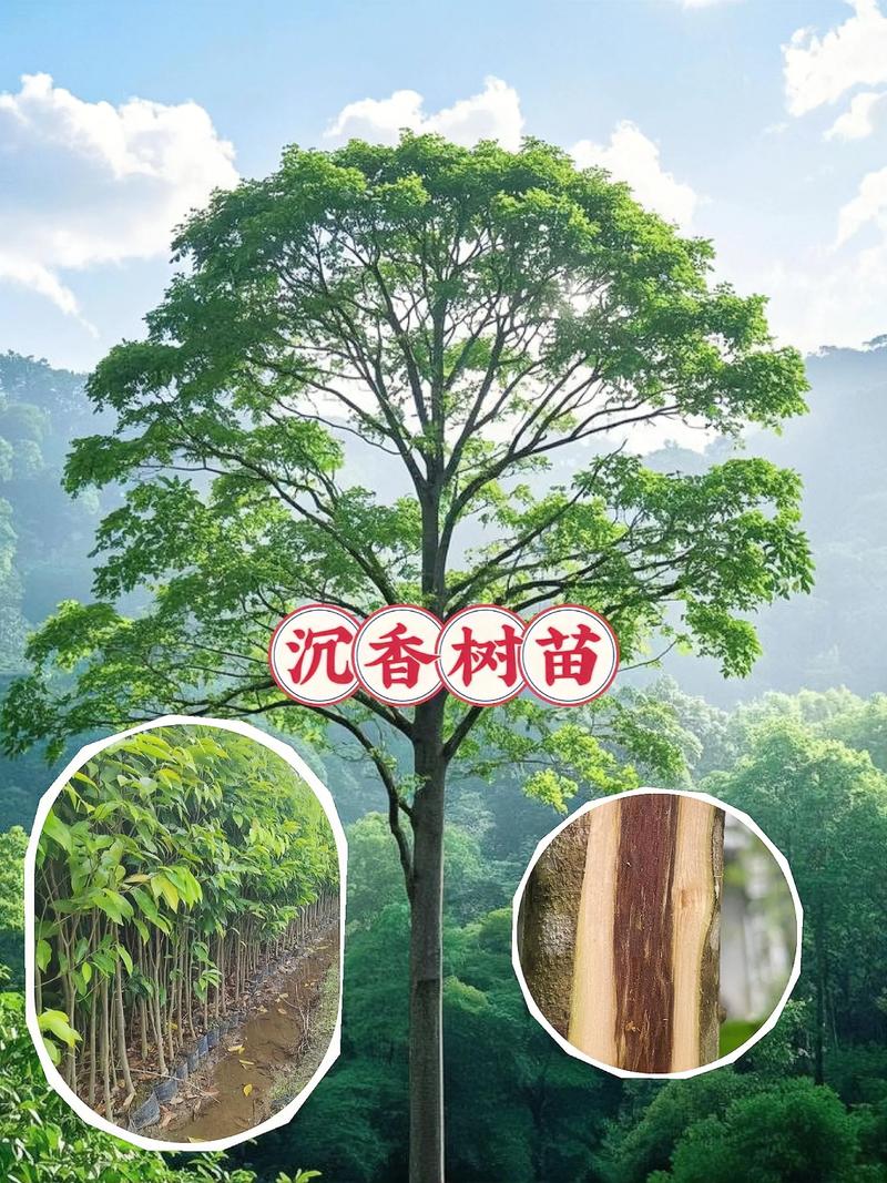 栽培要点：从苗到成树