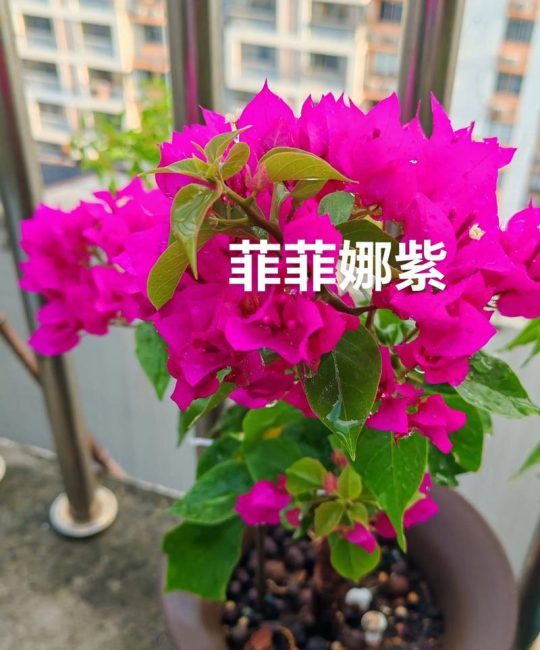 菲菲娜三角梅是勤花品种吗？重瓣三角梅养护全攻略