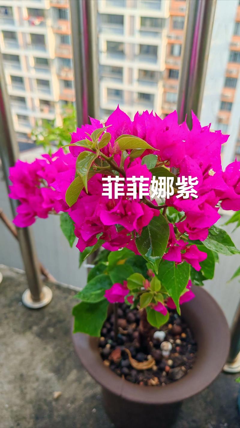 菲菲娜三角梅是勤花品种吗？重瓣三角梅养护全攻略
