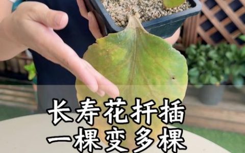 长寿花插枝能活吗？掌握这几点，成活率超90%