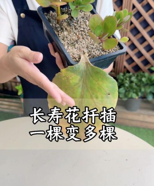 长寿花插枝能活吗？掌握这几点，成活率超90%