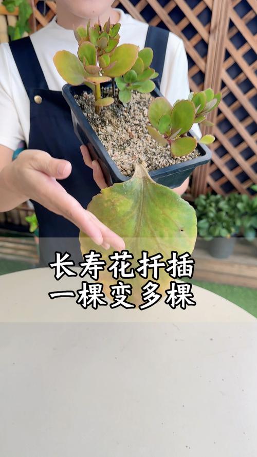 为什么长寿花插枝容易成活？