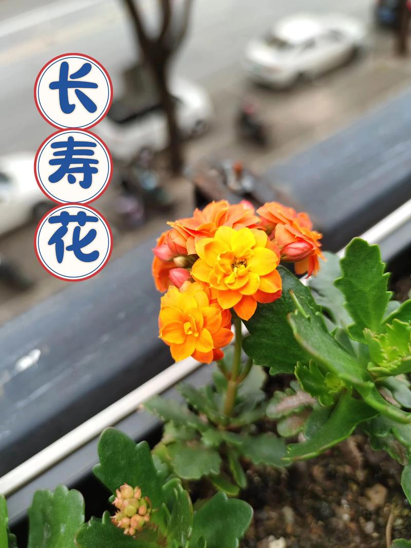 关键因素二：选好枝条，处理到位