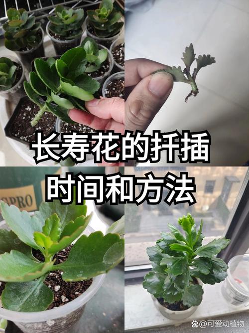 提高成功率的两个小窍门