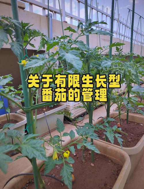 西红柿第一穗果开始冲什么肥?掌握冲肥时机与技巧,坐果多、果实大 三、冲肥的正确时机与操作方法