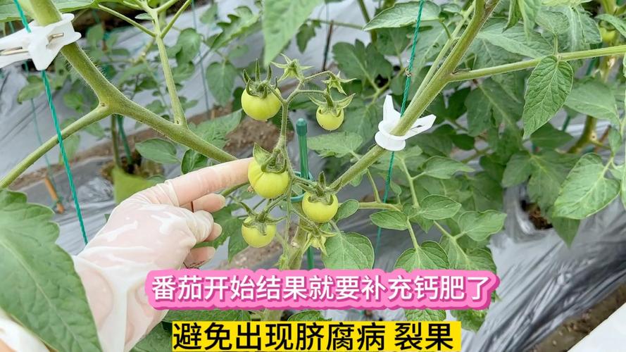 西红柿第一穗果开始冲什么肥?掌握冲肥时机与技巧,坐果多、果实大 四、常见误区与注意事项