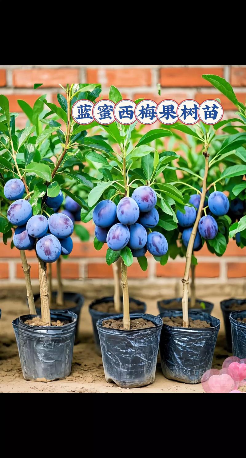 蓝莓树什么品种最好?2026年家庭种植必选这3个品种 场景化选品建议:选对品种,才能年年丰收