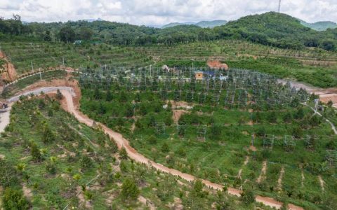 榴莲种植方法全过程：从选苗到成活的完整实操指南