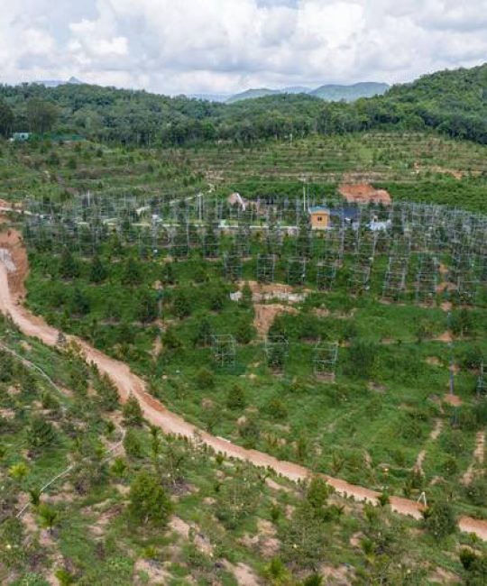 榴莲种植方法全过程：从选苗到成活的完整实操指南