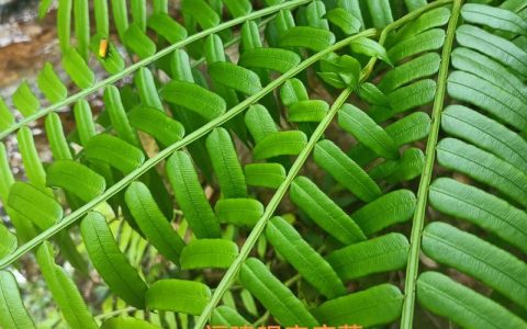 观音蕨是保护植物吗？园艺爱好者必知的养护与法律常识