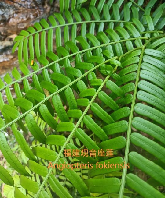 观音蕨是保护植物吗？园艺爱好者必知的养护与法律常识