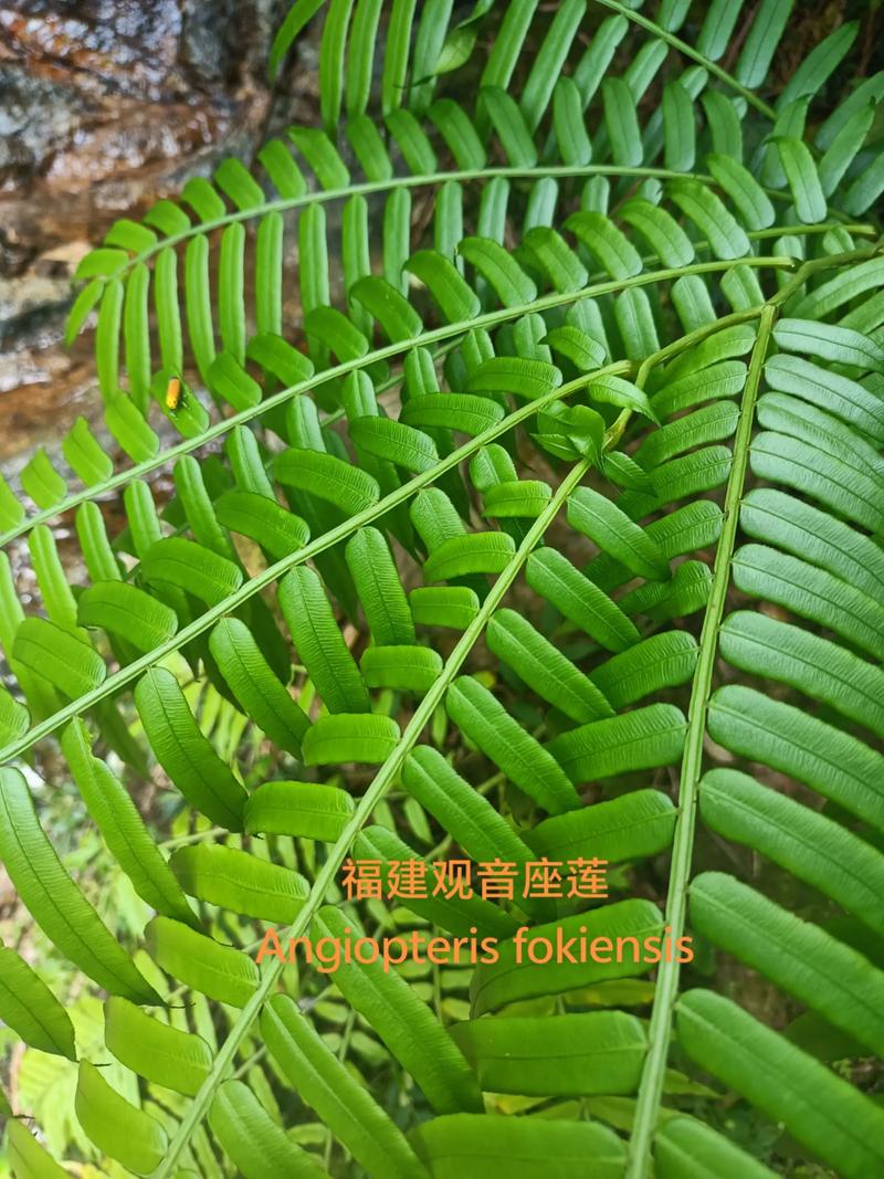 观音蕨是保护植物吗?园艺爱好者必知的养护与法律常识 一、什么是观音蕨?为何被列入保护名录?