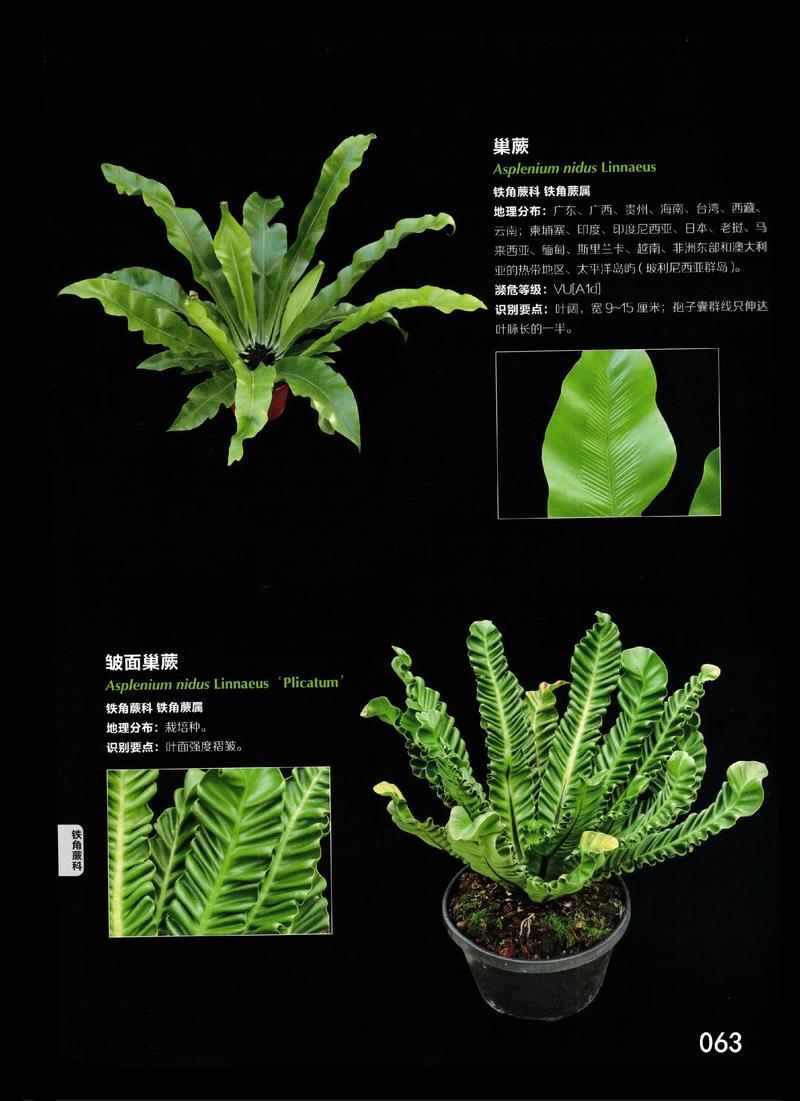 观音蕨是保护植物吗?园艺爱好者必知的养护与法律常识 三、观音蕨的家庭养护要点