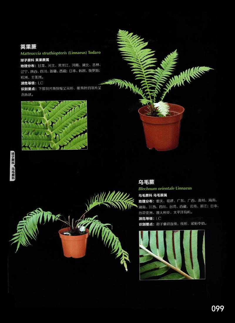 观音蕨是保护植物吗?园艺爱好者必知的养护与法律常识 五、结语