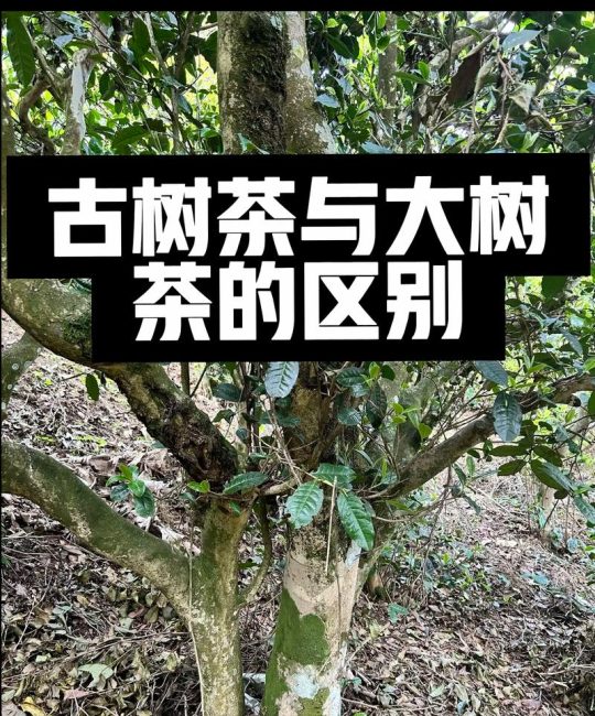 古树茶与乔木茶的核心区别：定义、特征与选购指南