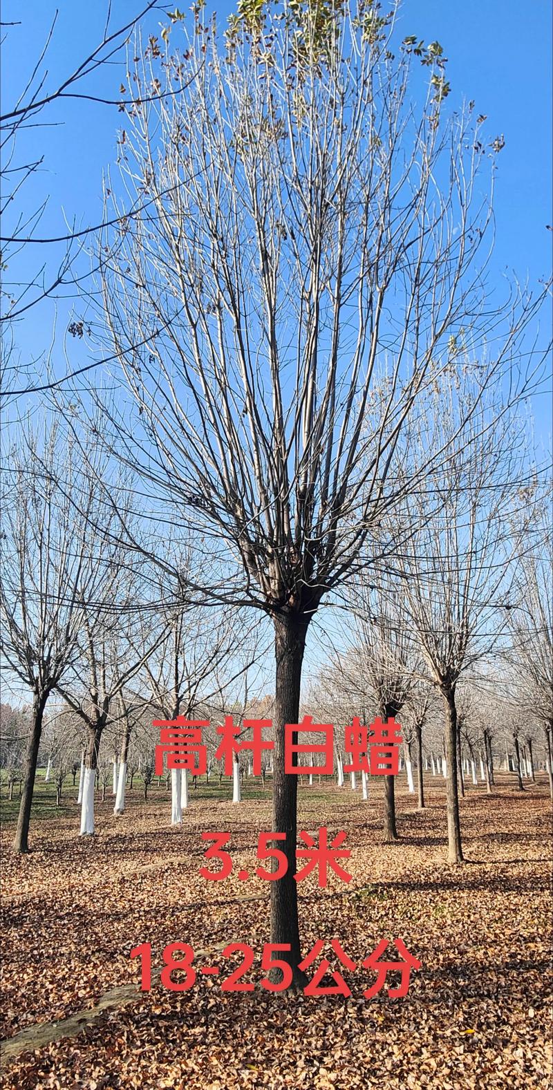 白腊树苗多少钱一株?2025年最新价格参考与影响因素详解 规格是影响价格的第一变量