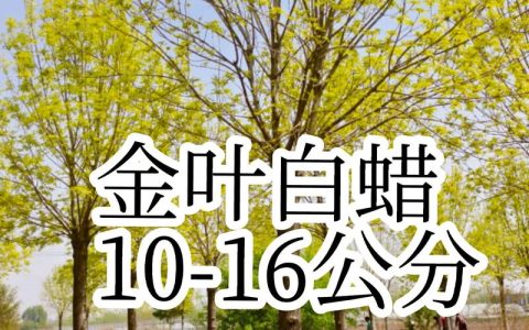 白腊树苗多少钱一株？2025年最新价格参考与影响因素详解