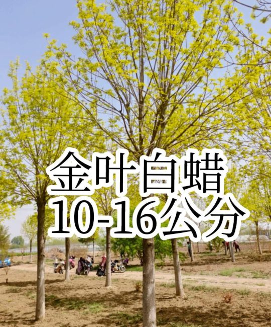 白腊树苗多少钱一株？2025年最新价格参考与影响因素详解