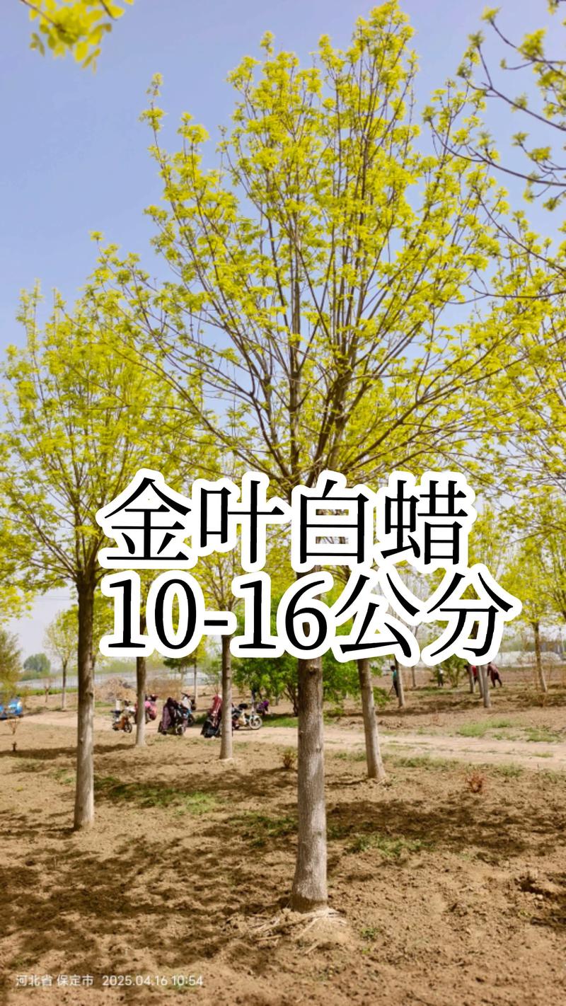 白腊树苗多少钱一株?2025年最新价格参考与影响因素详解 价格快速参考