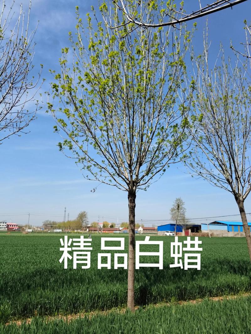 白腊树苗多少钱一株?2025年最新价格参考与影响因素详解 产地差异导致价格波动20%-30%