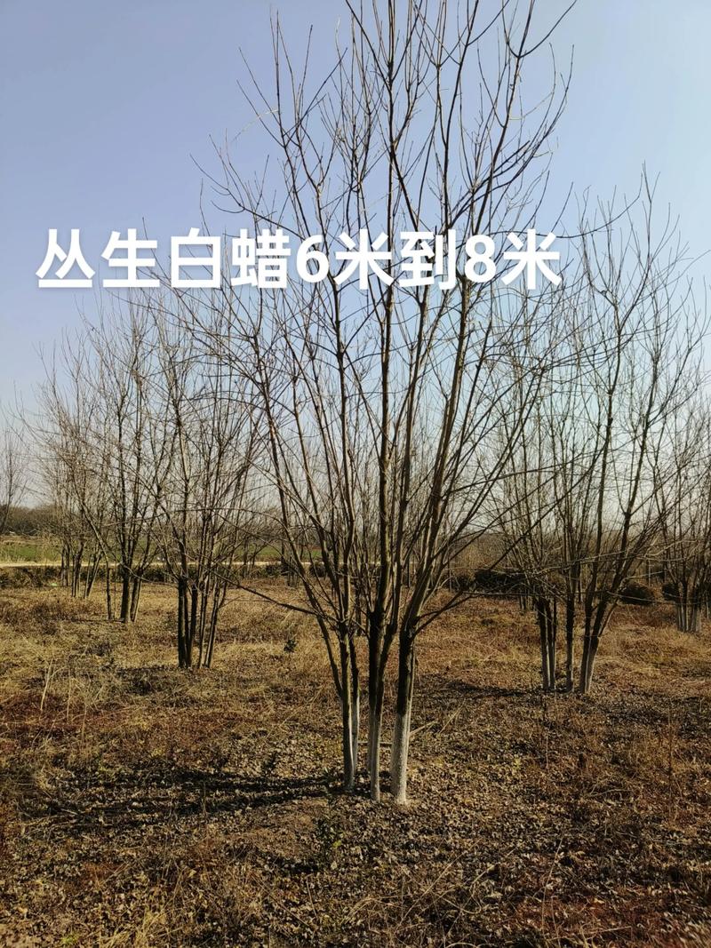 白腊树苗多少钱一株?2025年最新价格参考与影响因素详解 采购数量决定单价折扣