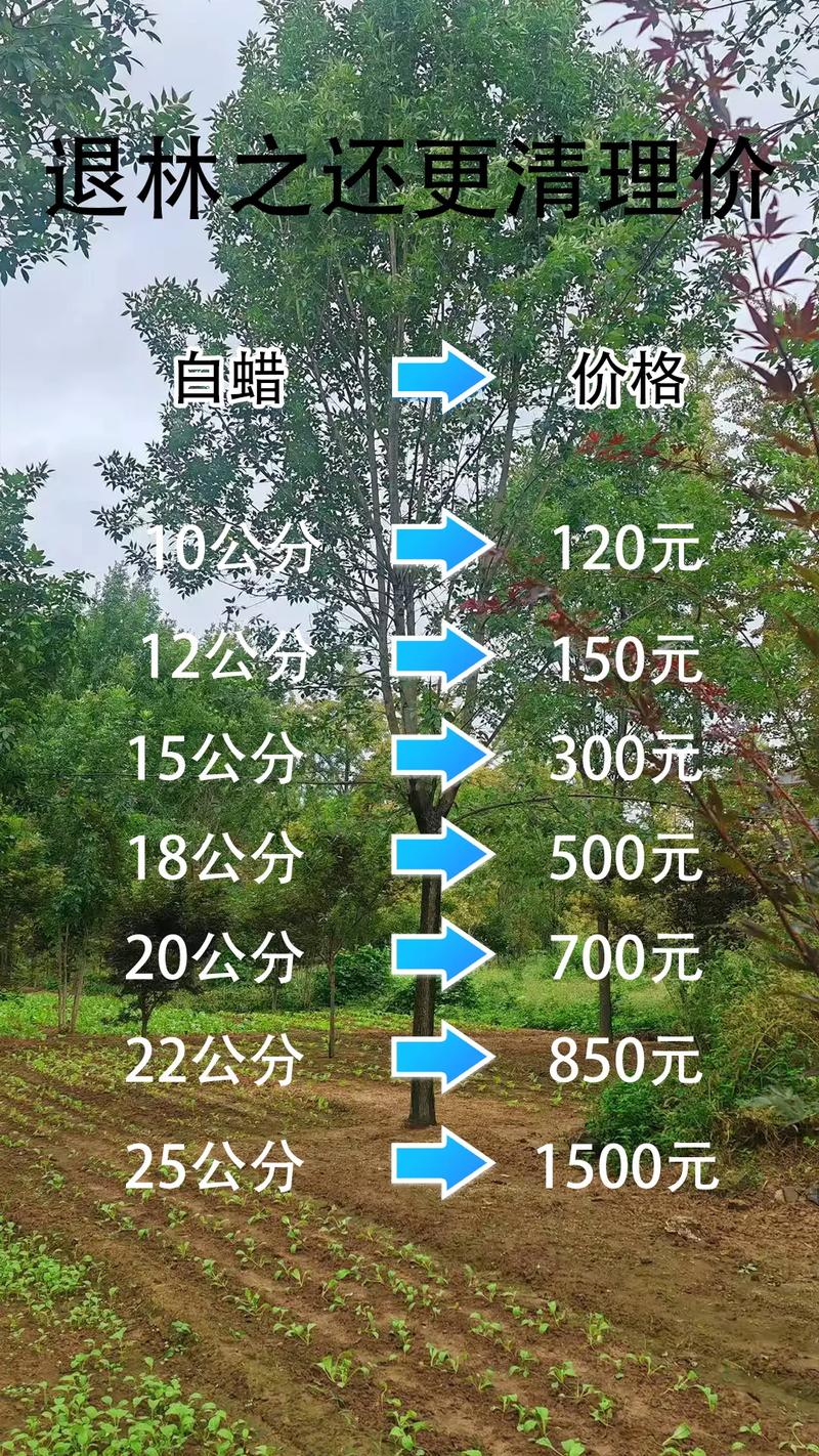 白腊树苗多少钱一株?2025年最新价格参考与影响因素详解 综合价格对比表