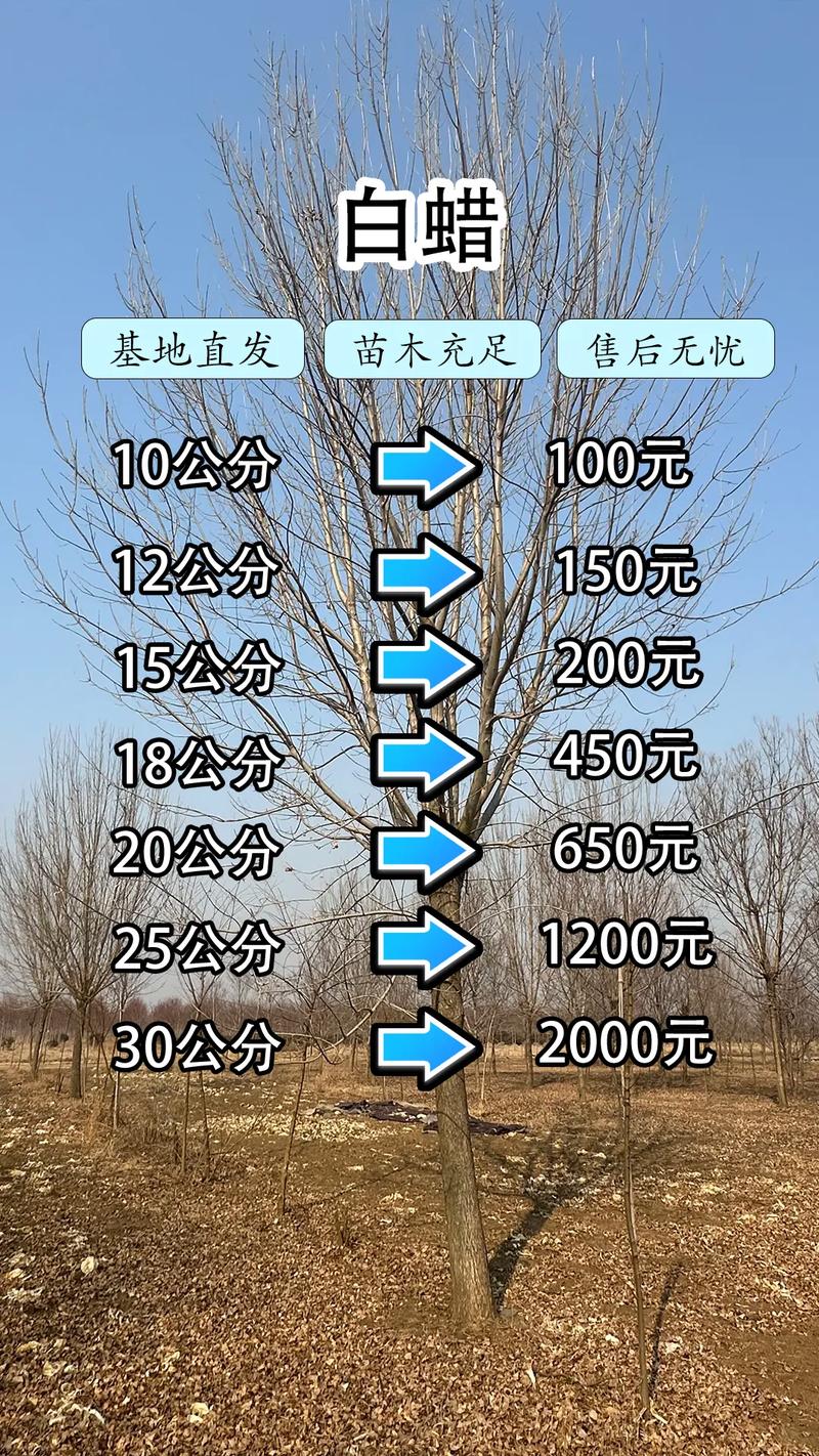 白腊树苗多少钱一株?2025年最新价格参考与影响因素详解 咨询指南:如何获得精准报价?