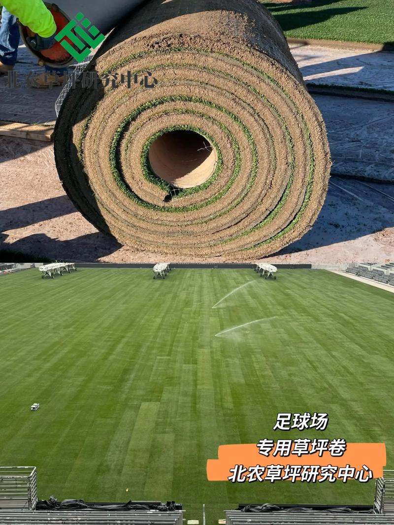 草坪一卷多少平方?标准草皮卷面积全解析 如何准确计算所需草皮卷数量