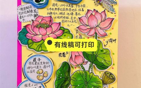 荷花种植全攻略：从选种到开花的操作指南