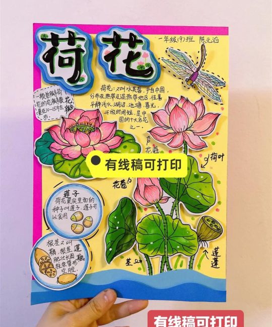 荷花种植全攻略：从选种到开花的操作指南