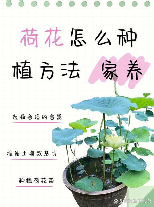 荷花种植全攻略:从选种到开花的操作指南 栽种操作(种藕怎么放?)