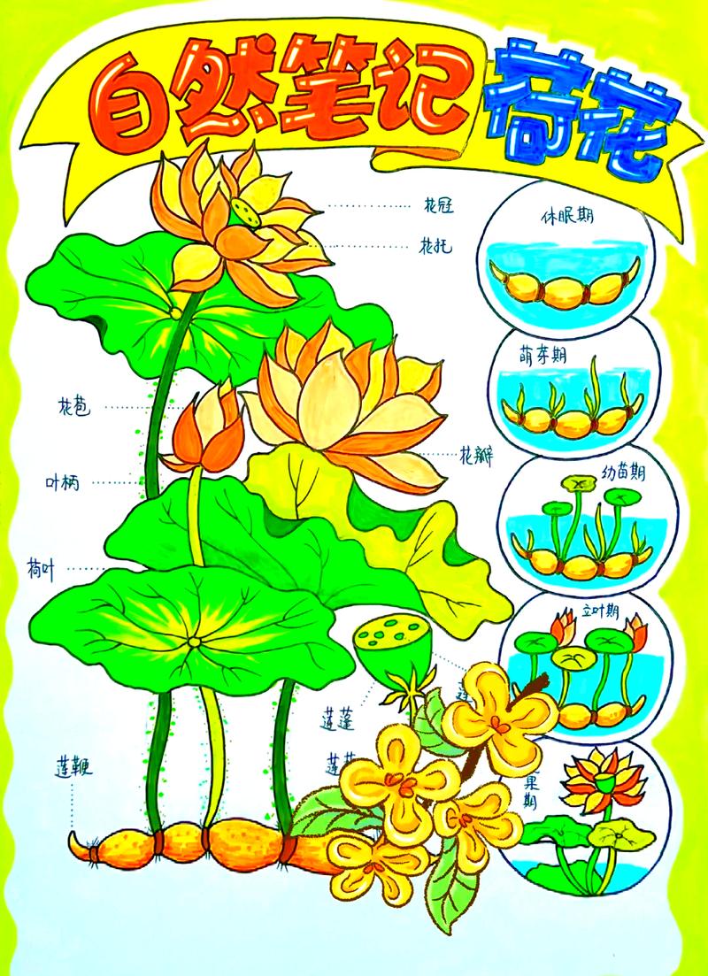 荷花种植全攻略:从选种到开花的操作指南 种植前的准备工作:种藕与容器